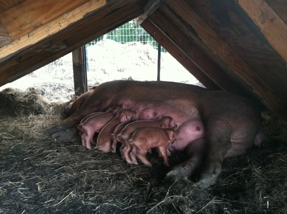 Winnie's piglets